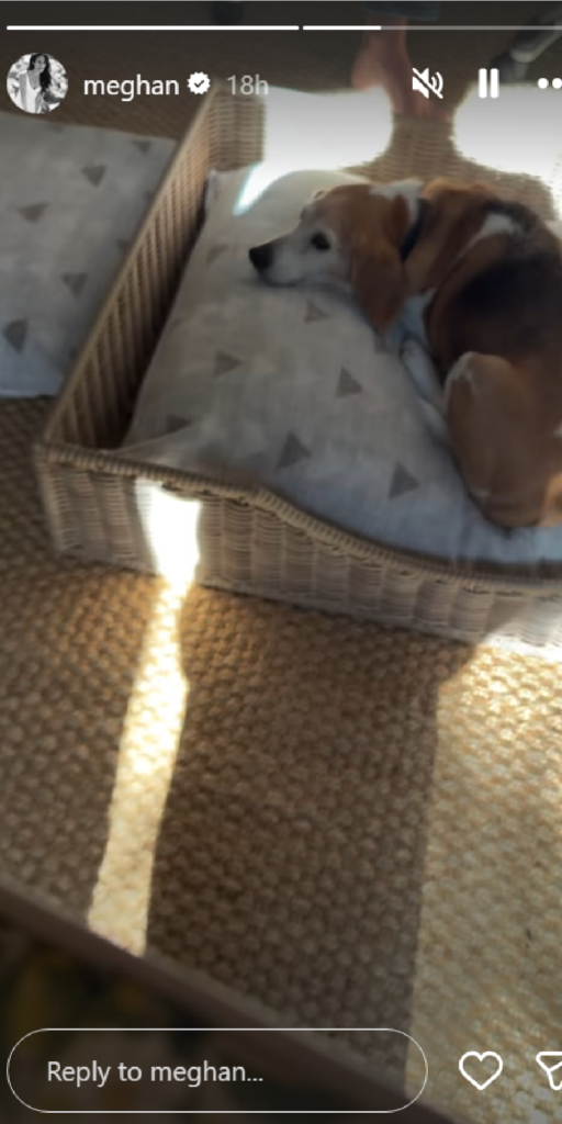 Meghan Markle and Prince Harry's dog in home video