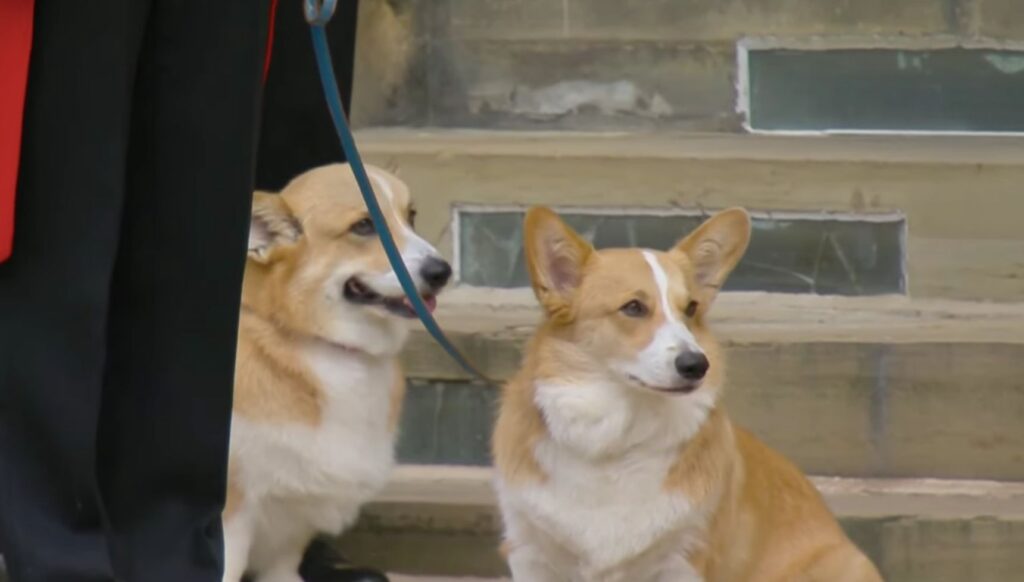 Queen's corgis at her funeral