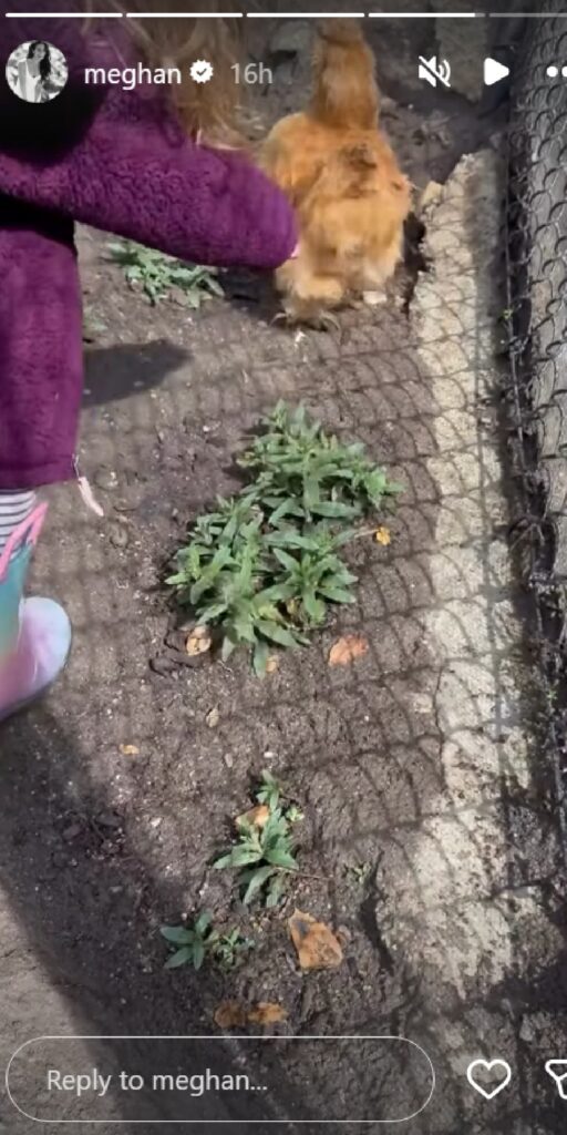 Meghan Markle shares video of Princess Lilibet with chickens