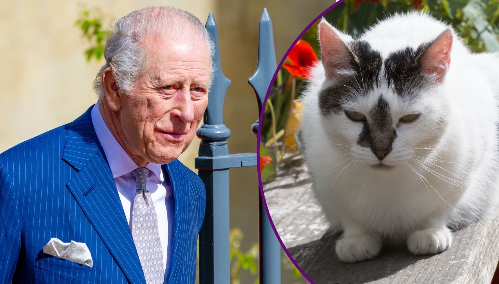 Inside King Charles's 'lifelong aversion' to cats - the king's 'hatred' explained after 'disappointing' gift from Princess Margaret
