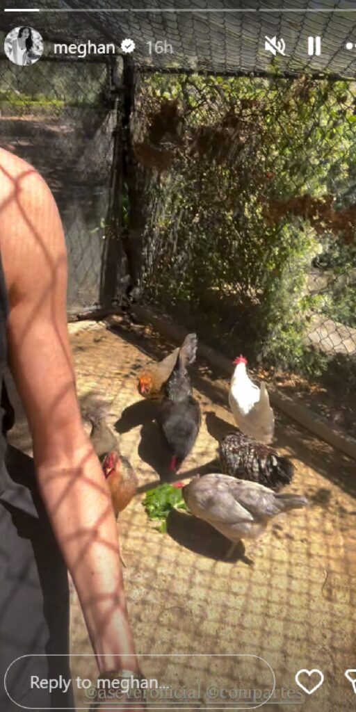 Meghan Markle with her chickens 